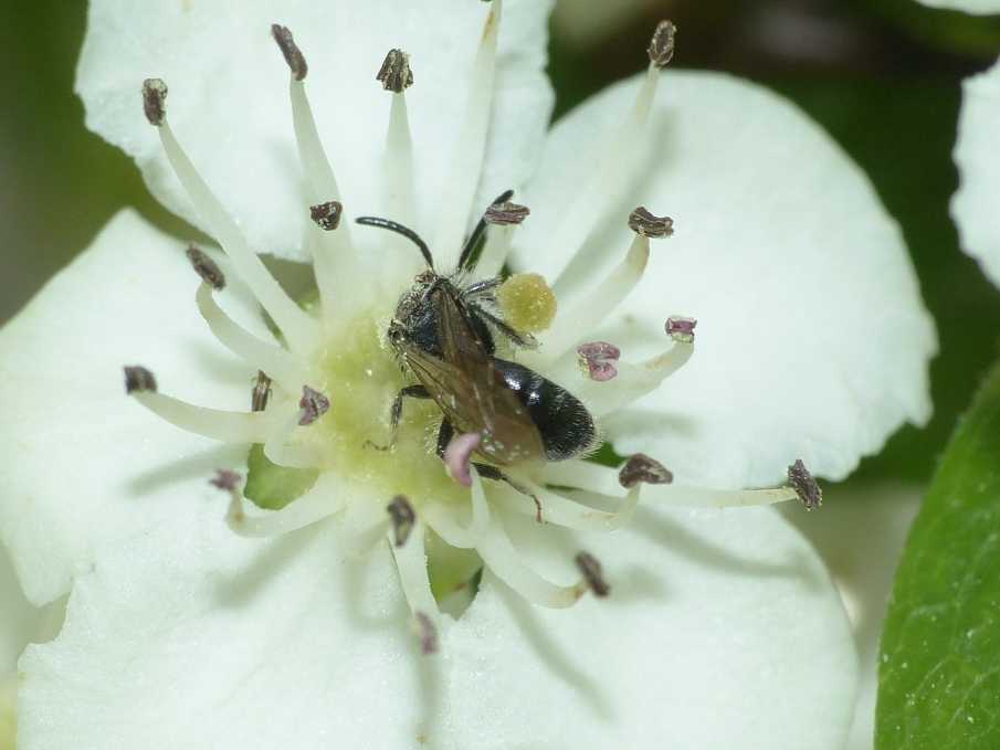 Piccolo apoideo su fiori di biancospino: maschio di Andrena